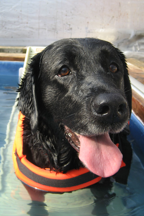 Black Lab Cleo